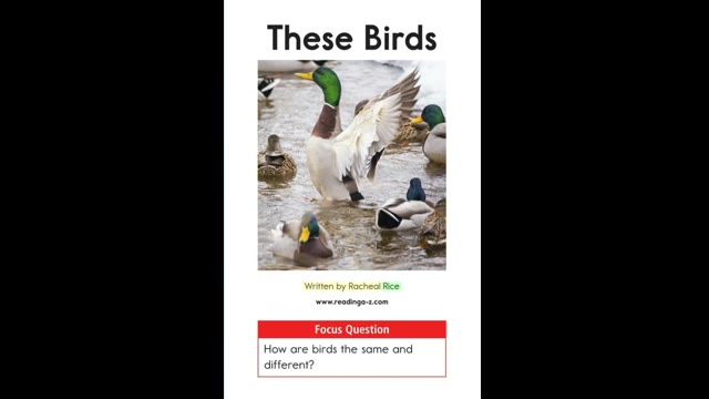 AA-16These Birds